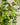 Ramo de verdes naturales