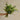 Ramo verdes naturales